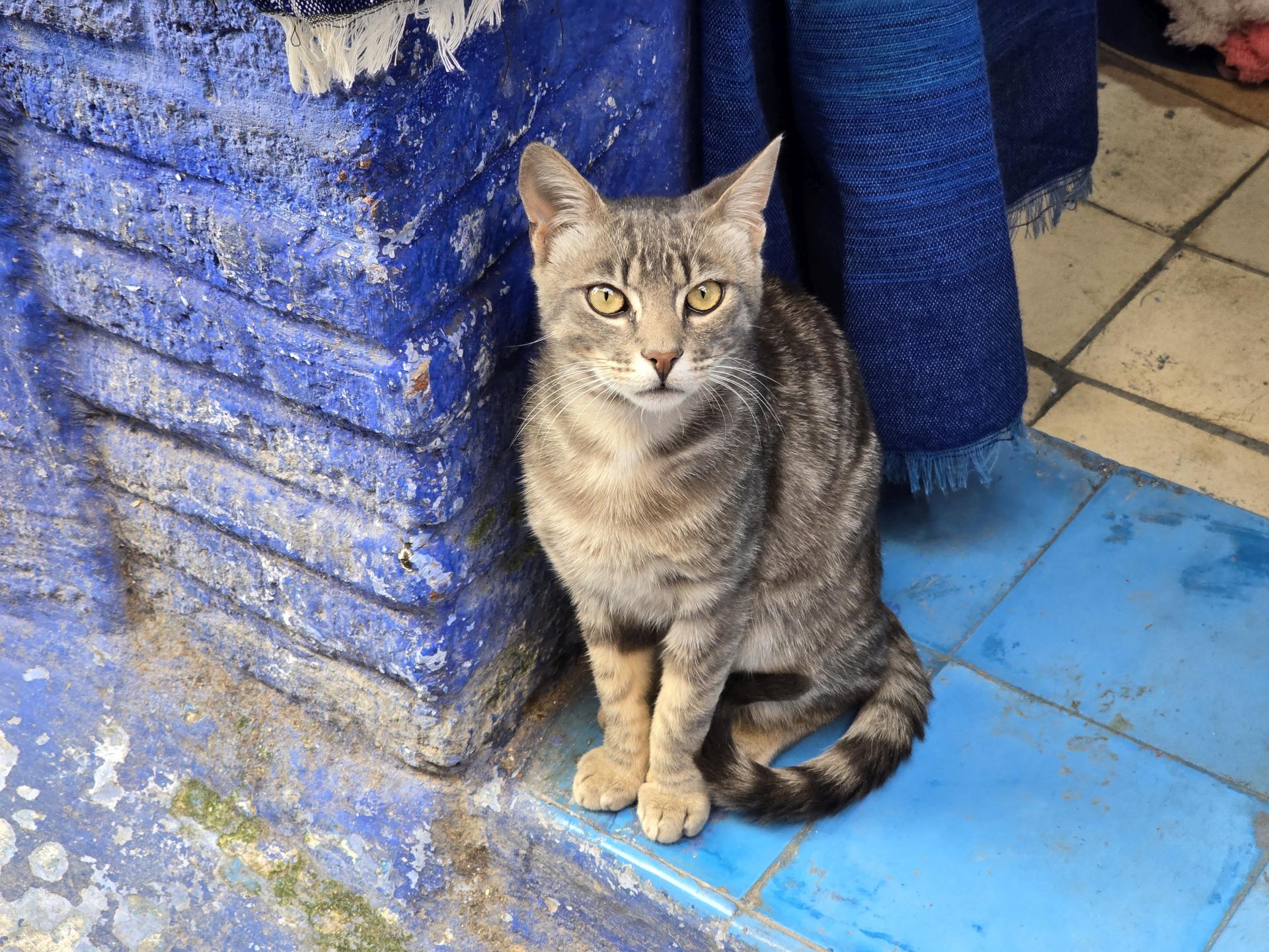 котик на улице в Шефшауэне